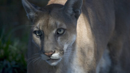 Florida panther